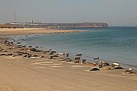 Helgoland Seehunde auf Duene