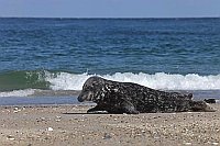 Kegelrobbe sich streckend