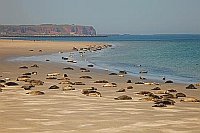 Seehunde Robben Helgoland
