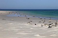 Seehunde u Robben auf Duene