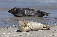 Seehund vor Kegelrobbe