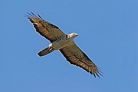 Wespenbussard im Flug