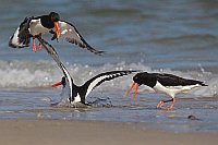 Austernfischer 3 Ex im Streit