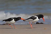 Austernfischer streitend Stran