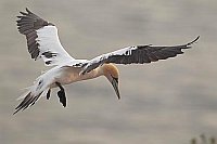 Basstoelpel im Flug Abendlicht