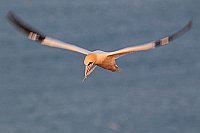 Basstoelpel mit Feder im Flug