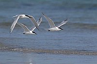 Brandseeschwalben 3 im Flug