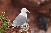 Dreizehenmoewe auf Klippe