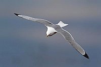 Dreizehenmoewe segelnd v o