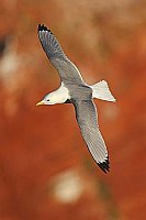 Dreizehenmoewe v Felswand HF