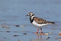 Steinwaelzer am Spuelsaum