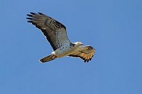 Wespenbussard a bl Himmel