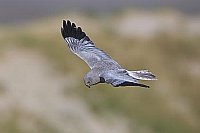 Kornweihe ueber Duenen