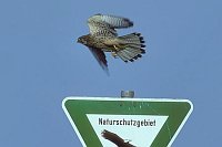 Turmfalke v Schild auffliegend