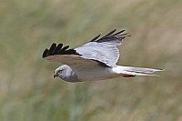 Kornweihe ueber Duenenhang