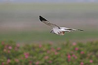 Kornweihe ueber Duenenrosen