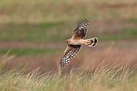 Kornweihe ueber Salzwiesen