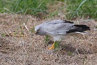 Kornweihe verschluckt Maus