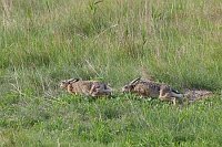 Feldhase jagd Haesin