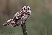 Sumpfohreule auf Holzpfahl