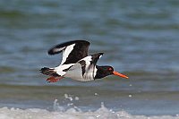 Austernfischer ueb Spuelsaum