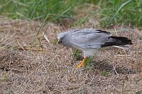 Kornweihe verspeist Maus