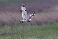 Sumpfohreule ueber Wiese