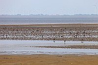 Watt Pfuhlschnepfen Wangerooge