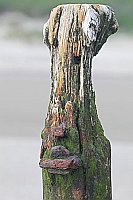 Pfahl Kopf Wangerooge