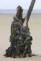 Strand Ritter Wangerooge