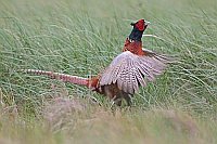 Fasan rufend fluegelschlagend