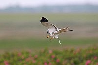 Kornweihe im Flug schmelzend