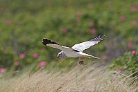 Kornweihe mit Maus im Flug