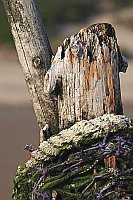 Pfahl Strand Piraten Kopf