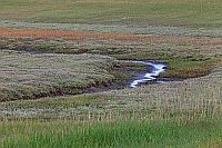 Salzwiesen Wangerooge