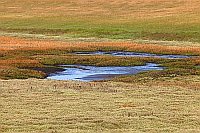 Wangerooge Blaenke Salzwiesen