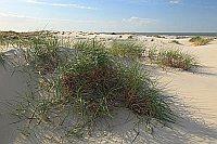 Wangerooge Duenen Graeser