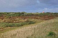 Wangerooge Heideflaeche