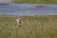 Sumpfohreule in Salzwiesen