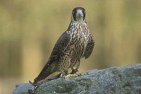 Wanderfalke Beizvogel