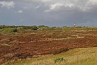 Wangerooge Heide Leuchturm