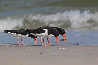 Austernfischer bei Trillerturn