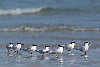 Brandseeschwalben rastend