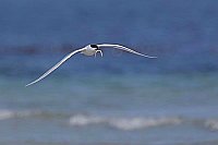 Brandseeschwalbe ueber Meer