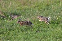 Feldhasen im Gras springend