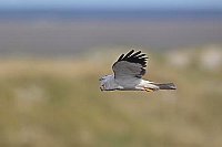 Kornweihe fliegt ueber Duene