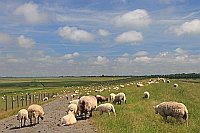 Deichvorland Leybucht Schafe