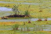 Hochmoor Birke zw Torfmoosen