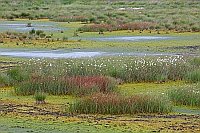 Hochmoor Torfmoose Wollgras