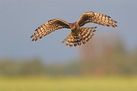 Wiesenweihe ueber Vegetation